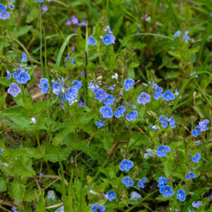 Tveskægget Ærenpris står på eng