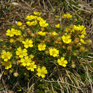 Vår-Potentil i blomst
