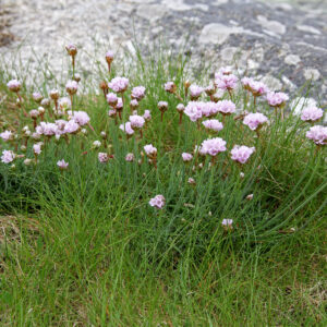 Mindre klynge af Vej-Engelskgræs