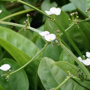 Vejbred-Skeblad ses med stor fine grønne blade og stængler med små hvide blomster