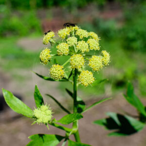 Flot top af Vild Selleri med fin blomst