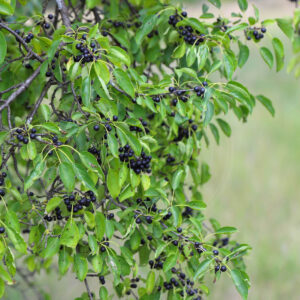 Vrietorn busk med flotte mørke bær