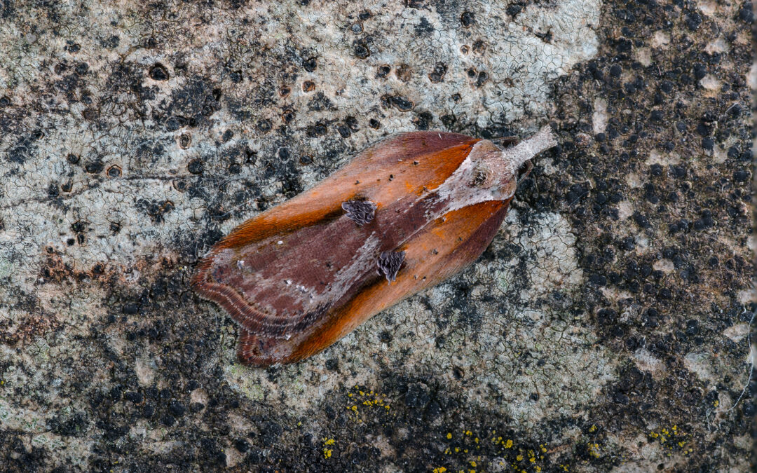 Acleris cristana ses sidde på et stykke bark