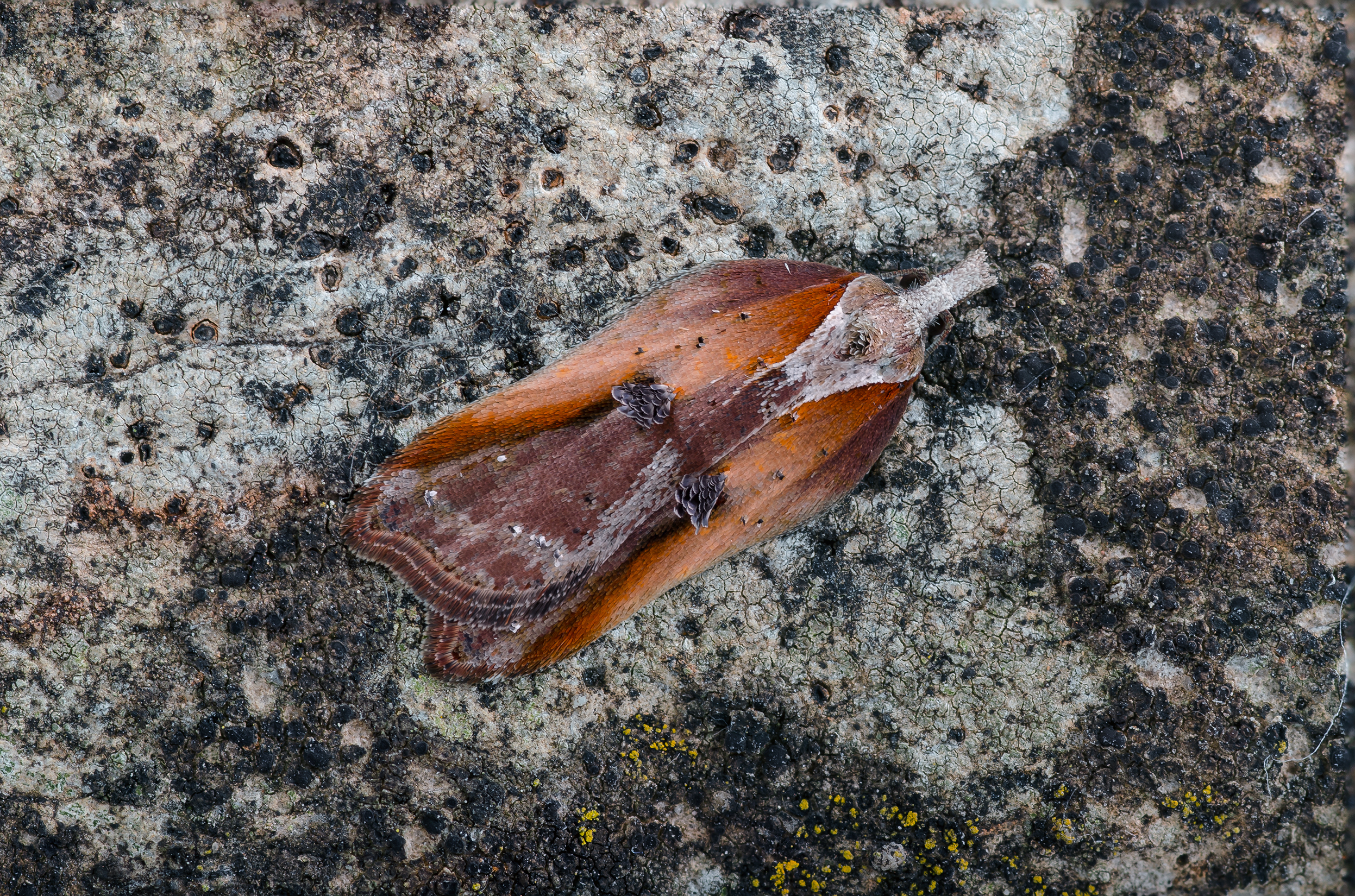 Acleris cristana ses sidde på et stykke bark