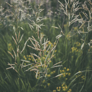 Miliegræs står sammen med blomster