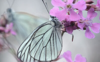 Sortåret Hvidvinge Aporia crataegi