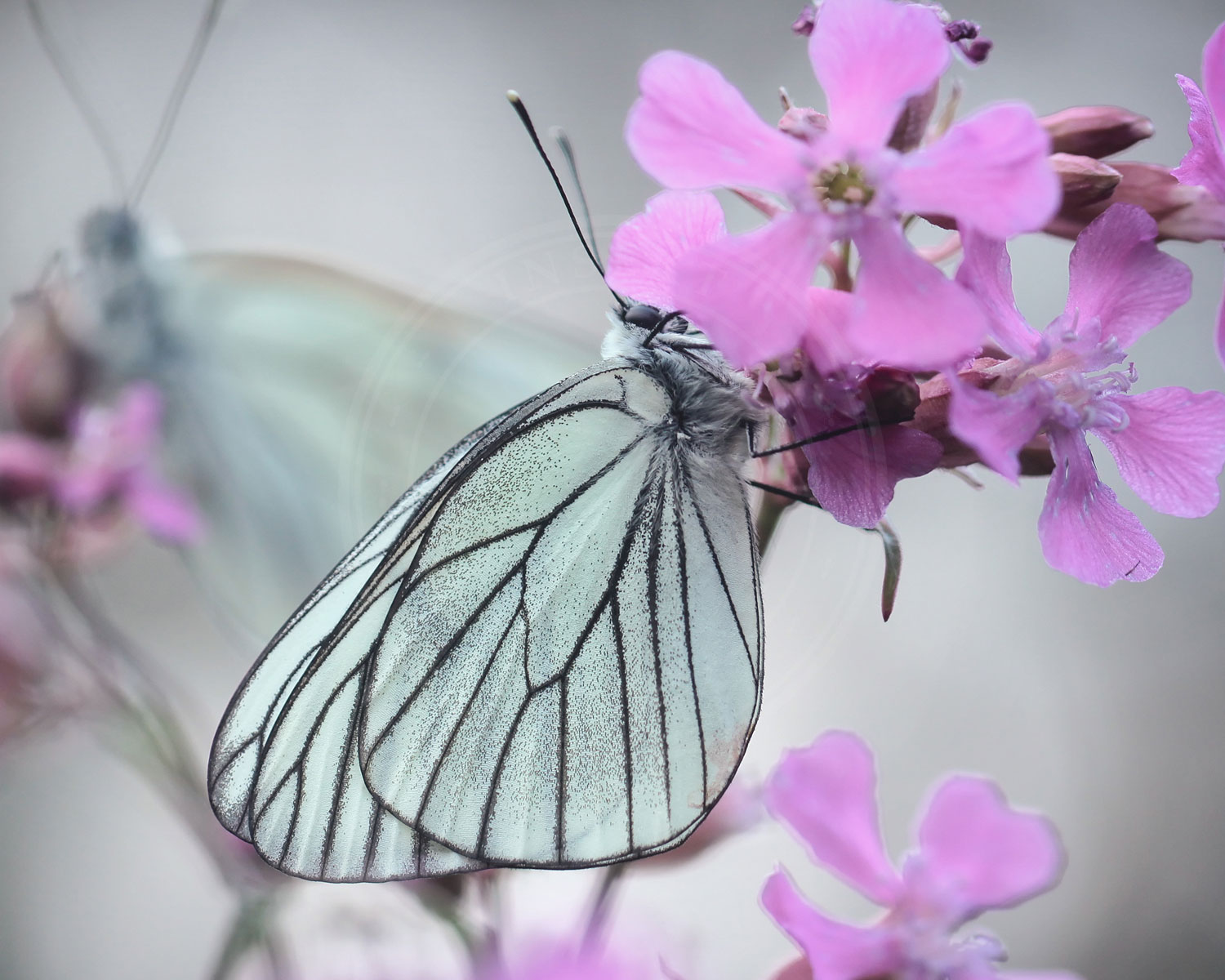 Sortåret Hvidvinge sidder på fine lyserøde blomster