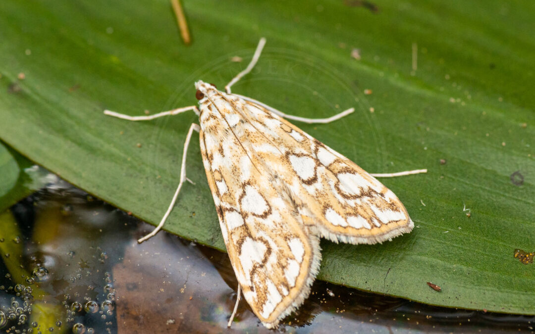 Åkandehalvmøl – Elophila nymphaeata