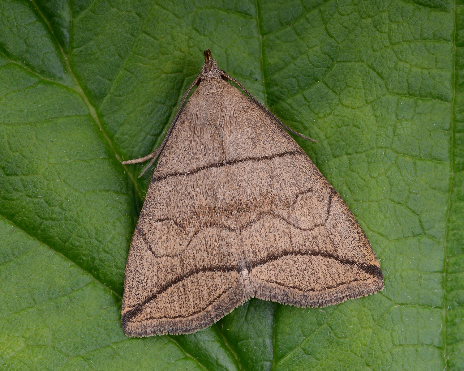 Grå-Snudeugle sidder på grønt blad