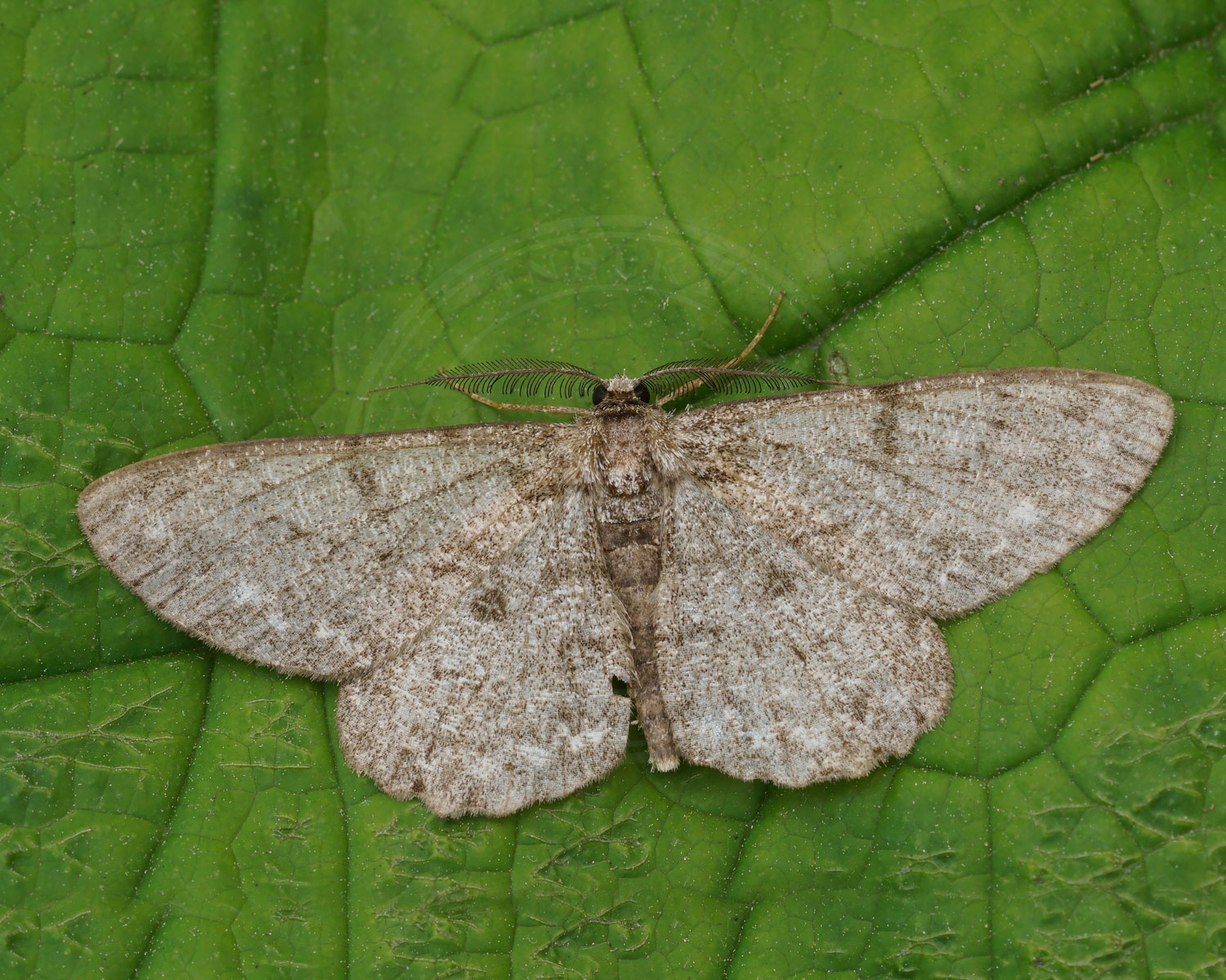 Grå Egemåler sidder på grønt blad