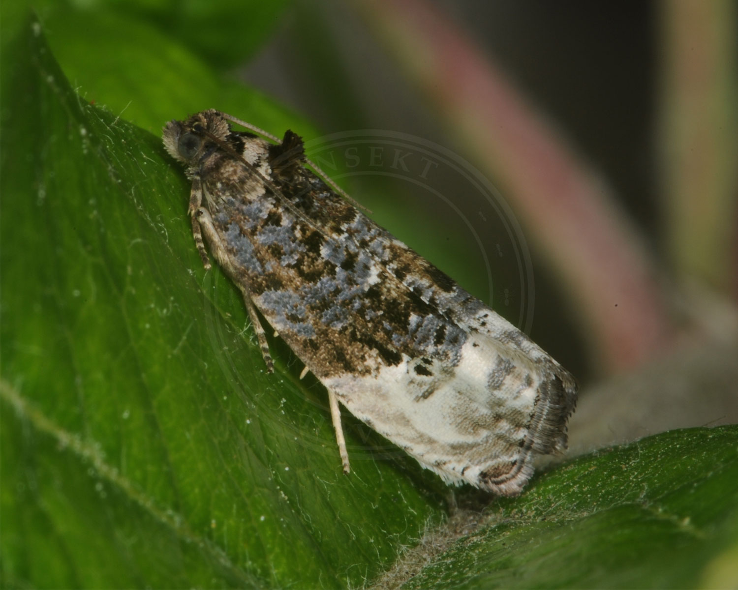 Grå Knopvikler sidder på grønt blad