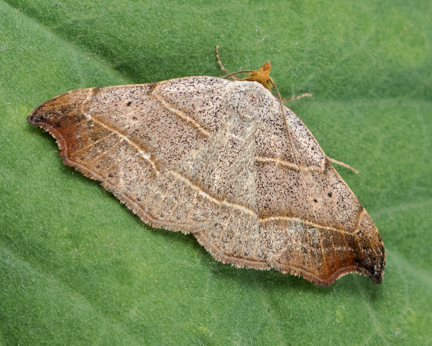 Grå Lavugle sidder på grønt blad