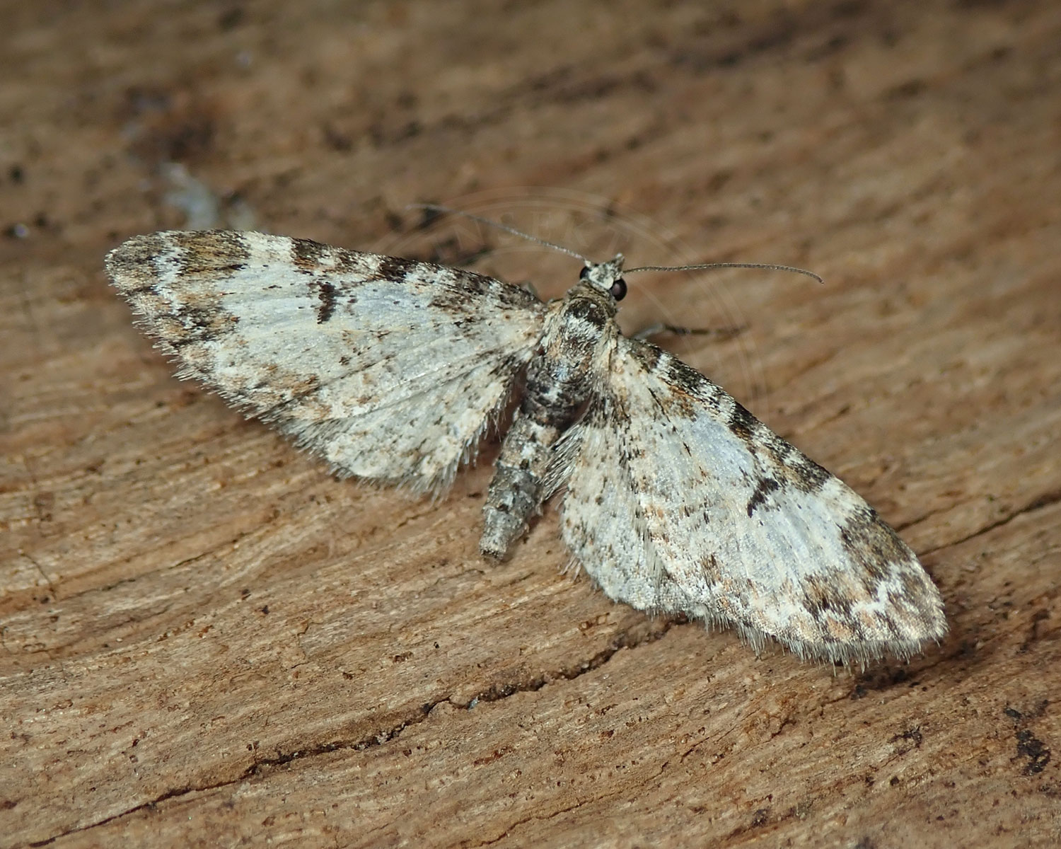 Gråblå Æbledværgmåler sidder på et stykke træ