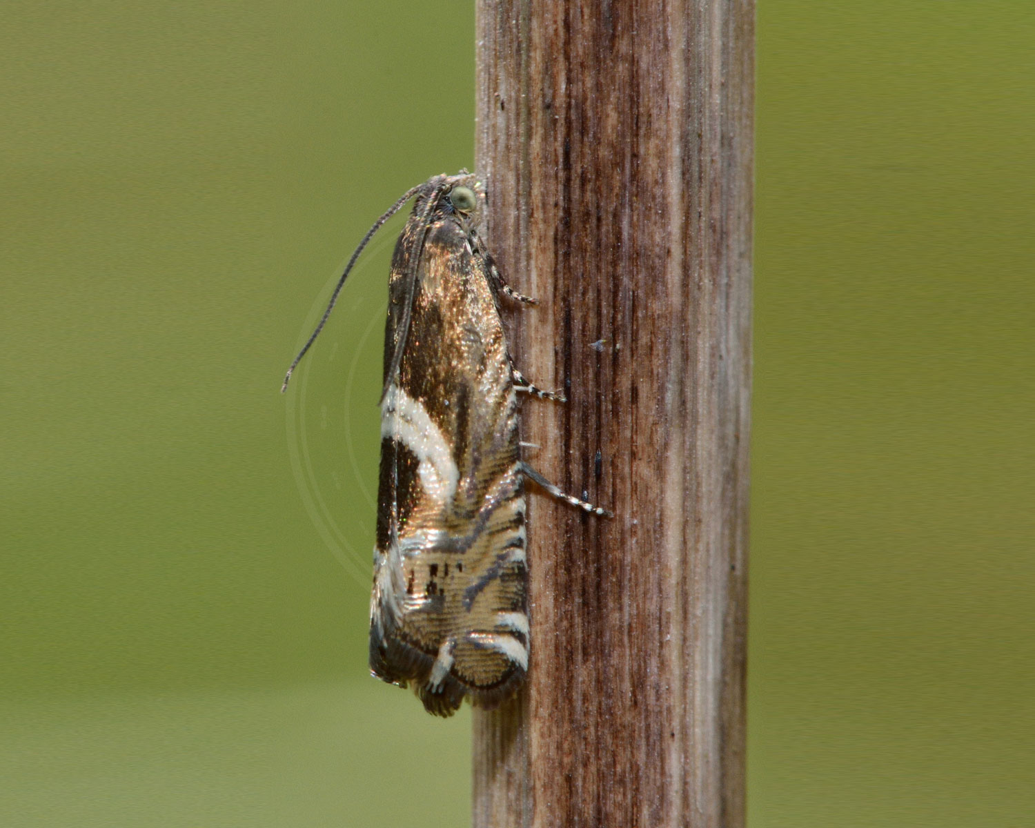 Grapholita jungiella sidder på noget træ, med siden til os