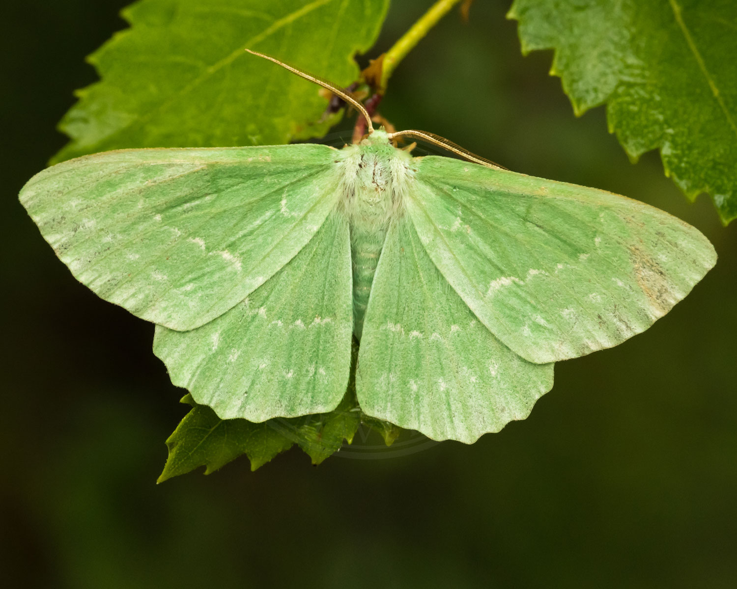 Grøn Birkemåler sidder på et blad
