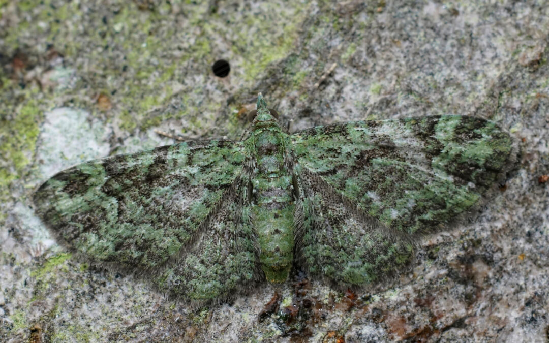 Grøn Dværgmåler – Pasiphila rectangulata