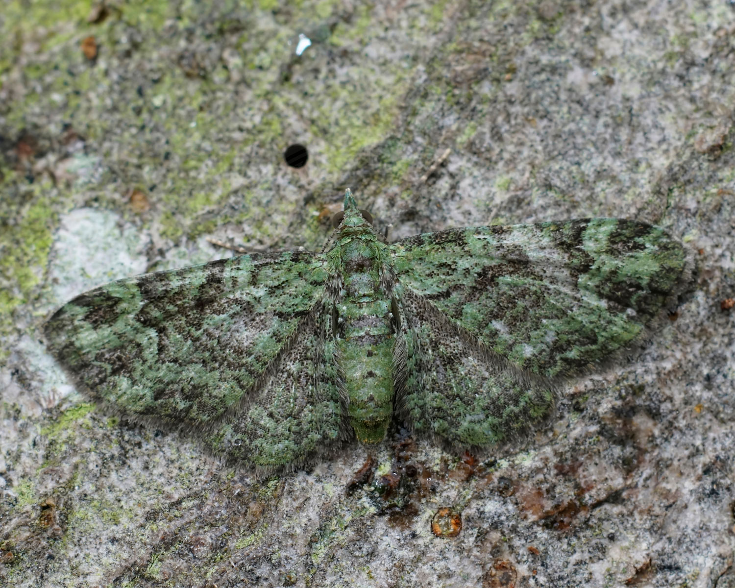 Grøn Dværgmåler sidder på et stykke bark, hvor den er svær at se da nuancerne falder meget sammen