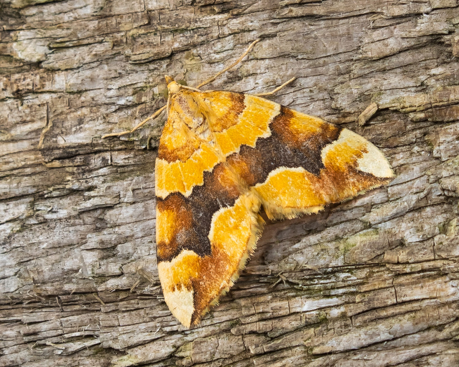 Gul Bladmåler sidder på bark