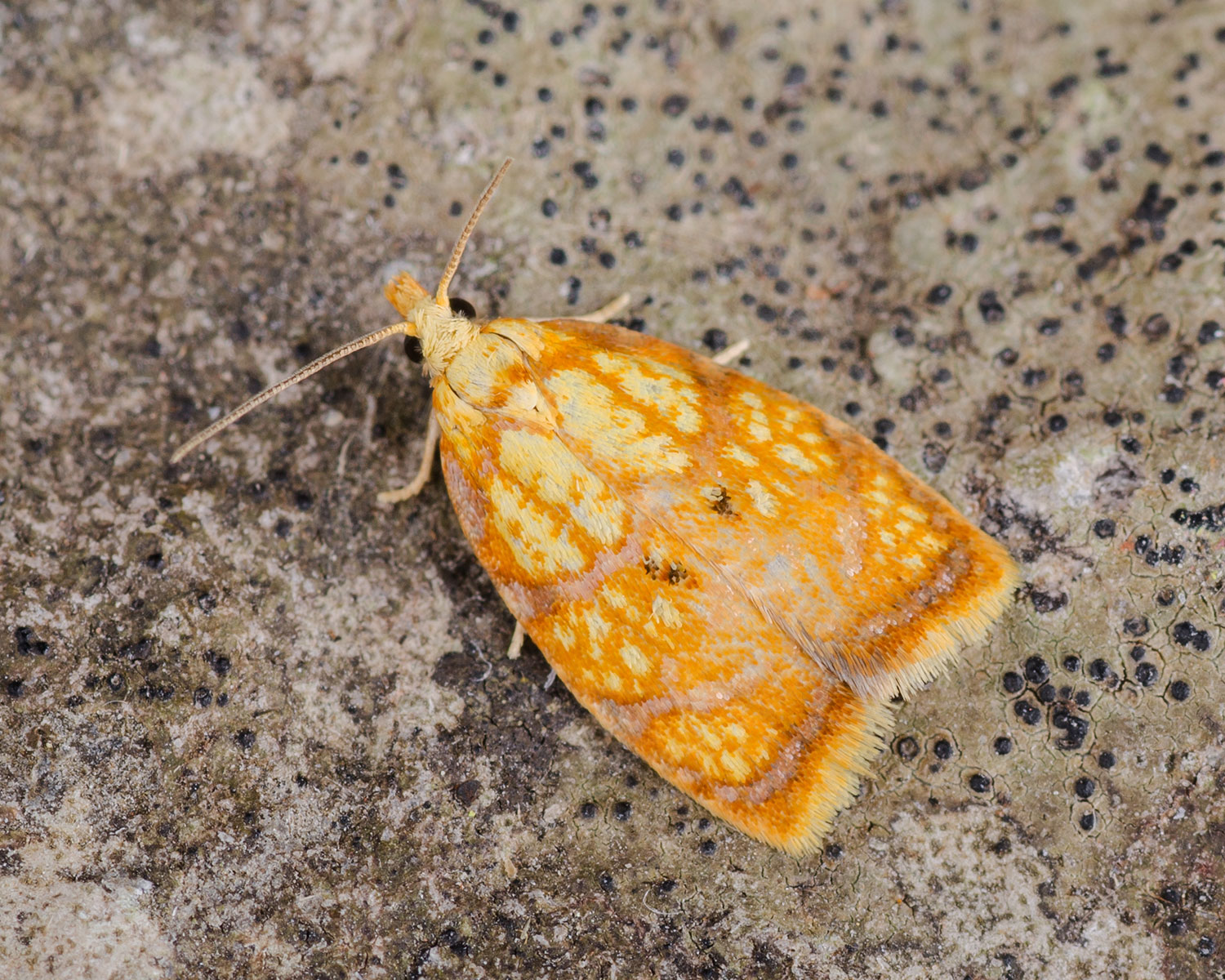 Gul Rosenvikler set oppefra så man kan se de smukke gule aftegninger