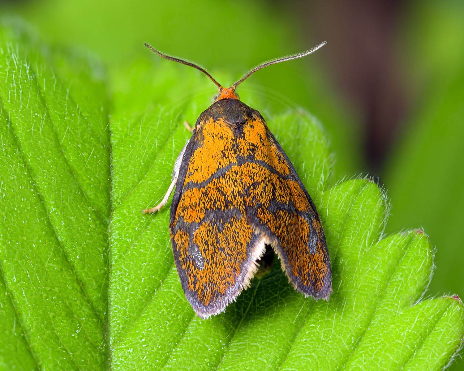 Gulbugvikler sidder på spidsen af grønt blad