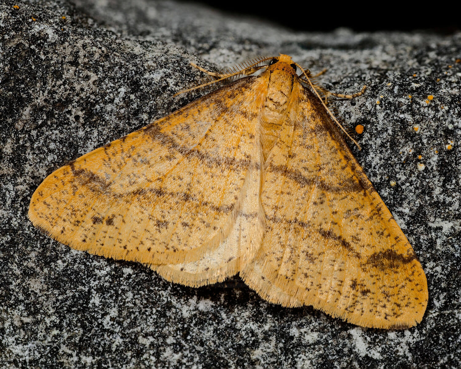 Guldgul Frostmåler sidder på stamme