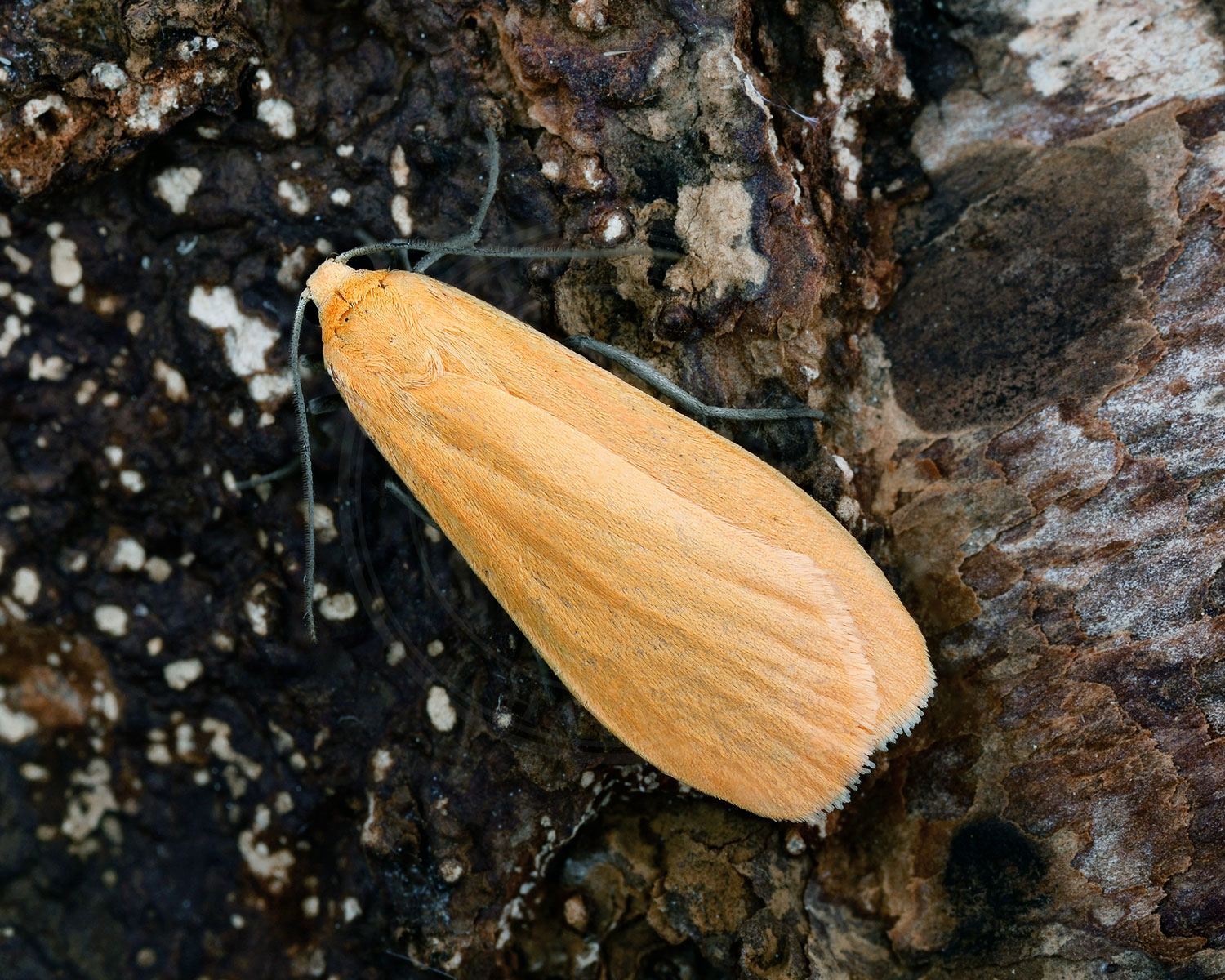 Guldgul Lavspinder sidder på træstamme
