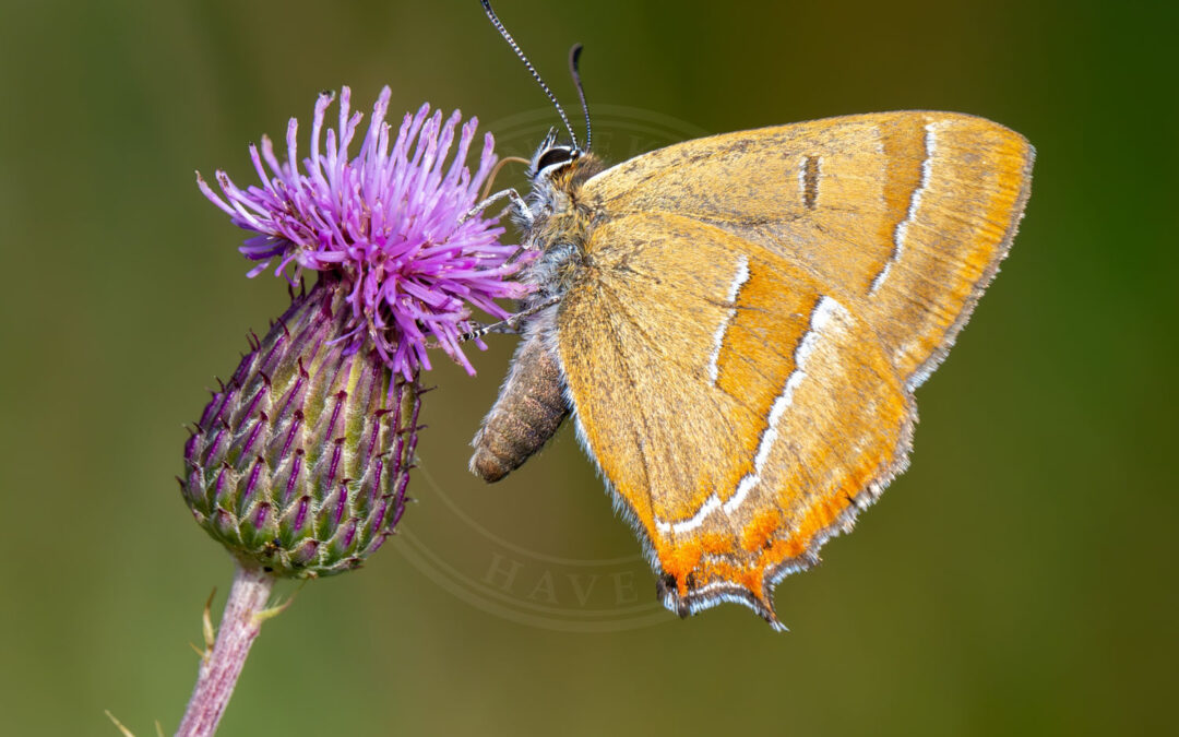 Guldhale Thecla betulae