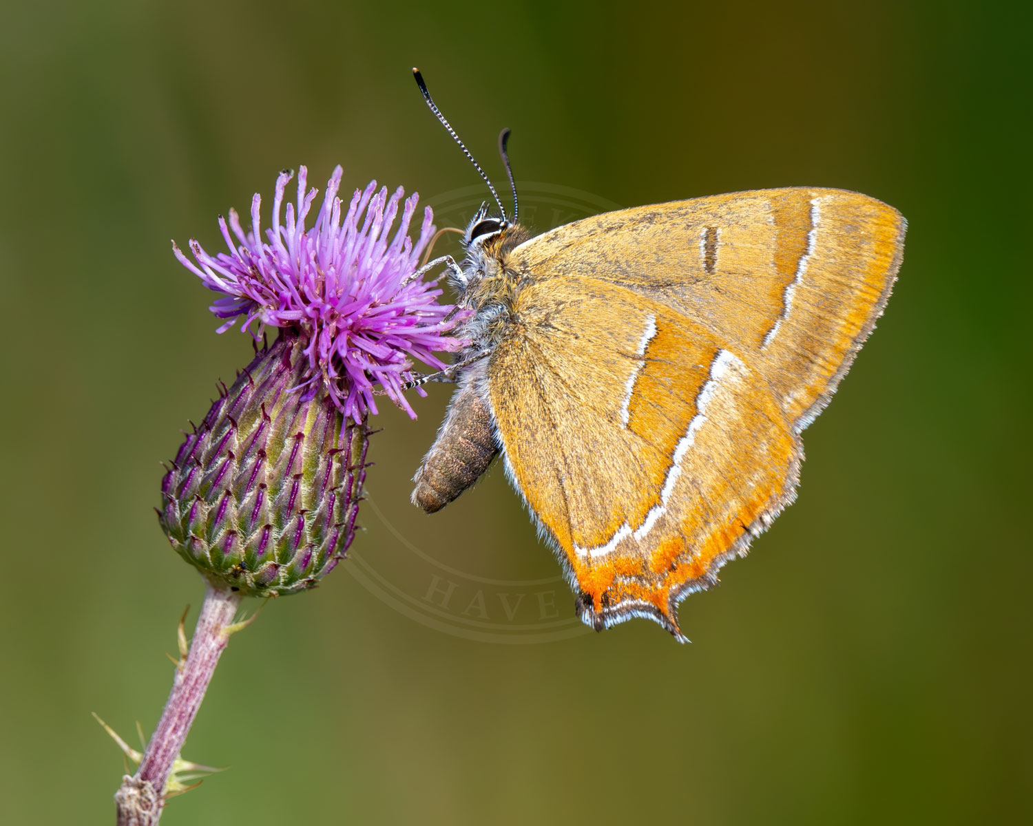 Guldhale sidder på knopurtblomst