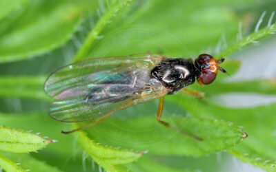 Gulerodsflue Chamaepsila rosae