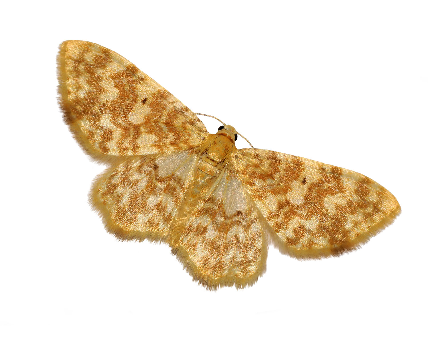 Gulflammet Bladmåler ses med spredte vinger, så man kan se de flotte aftegninger