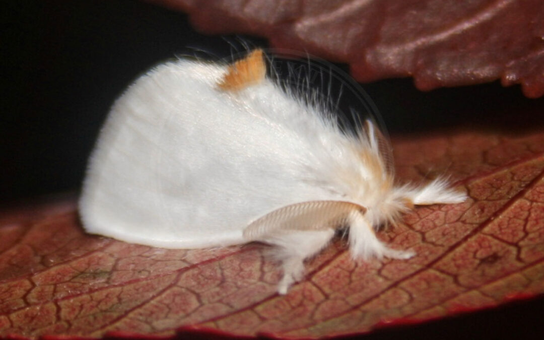 Gulhale Euproctis similis