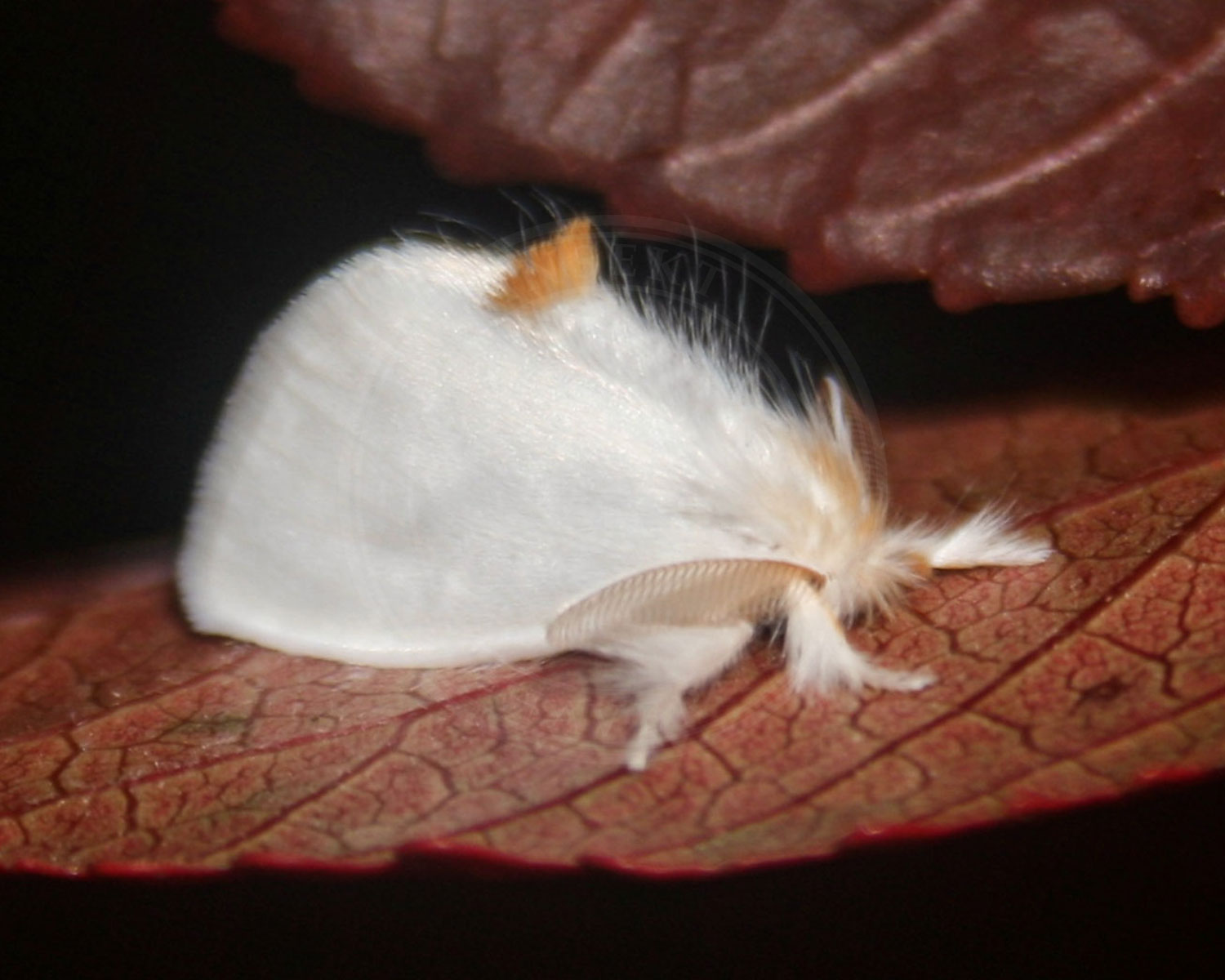 Gulhale sidder på rødt blad med den gule have strittende opad
