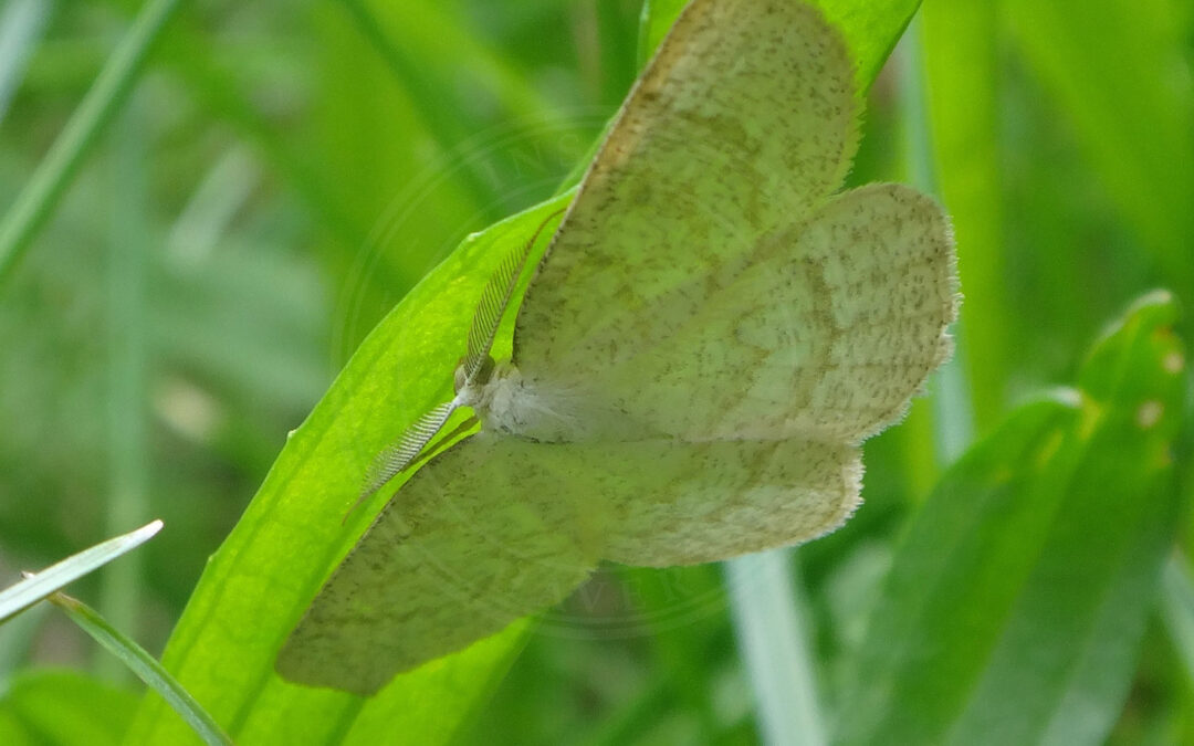 Gulhvid Stregmåler – Cabera exanthemata