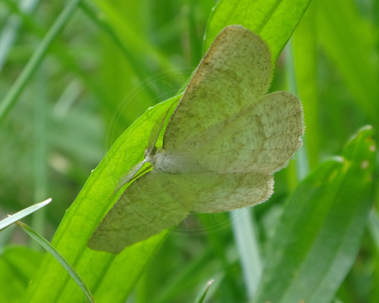 Gulhvid Stregmåler sidder på undersiden af et blad
