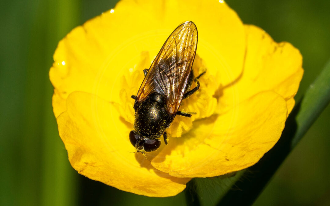 Gulvinget Urtesvirreflue sidder i gul blomst