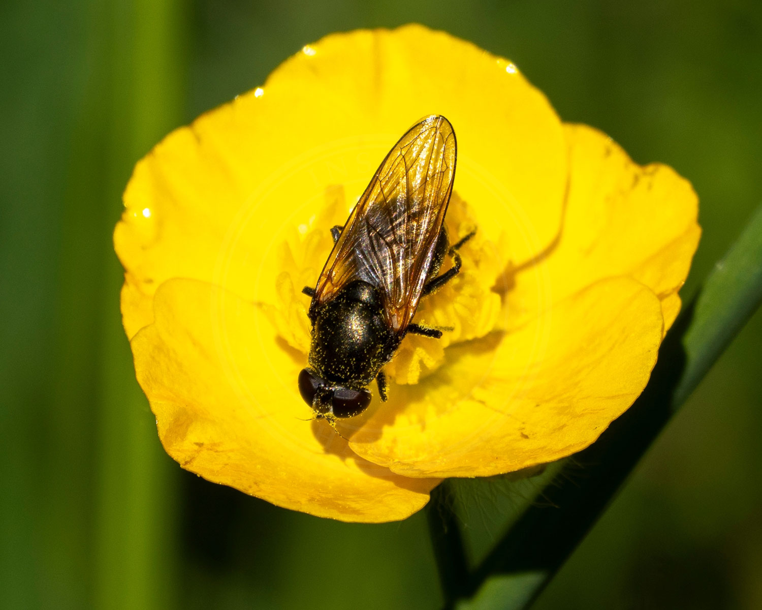 Gulvinget Urtesvirreflue sidder i gul blomst