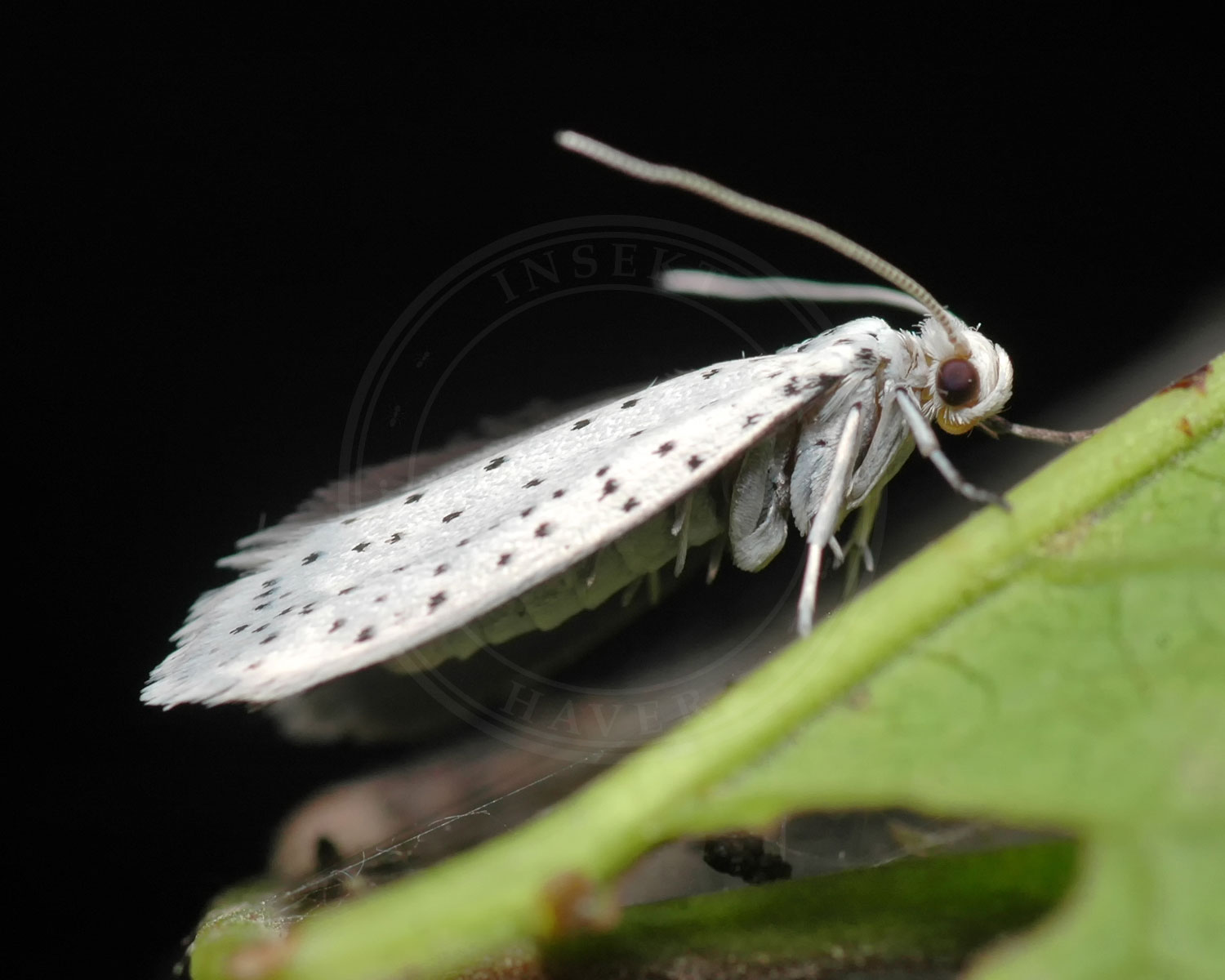 Hægspindemøl sidder på blad, med siden til