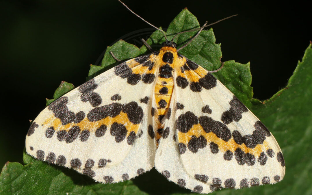 Harlekin sidder på blad så man kan se de flotte aftegninger