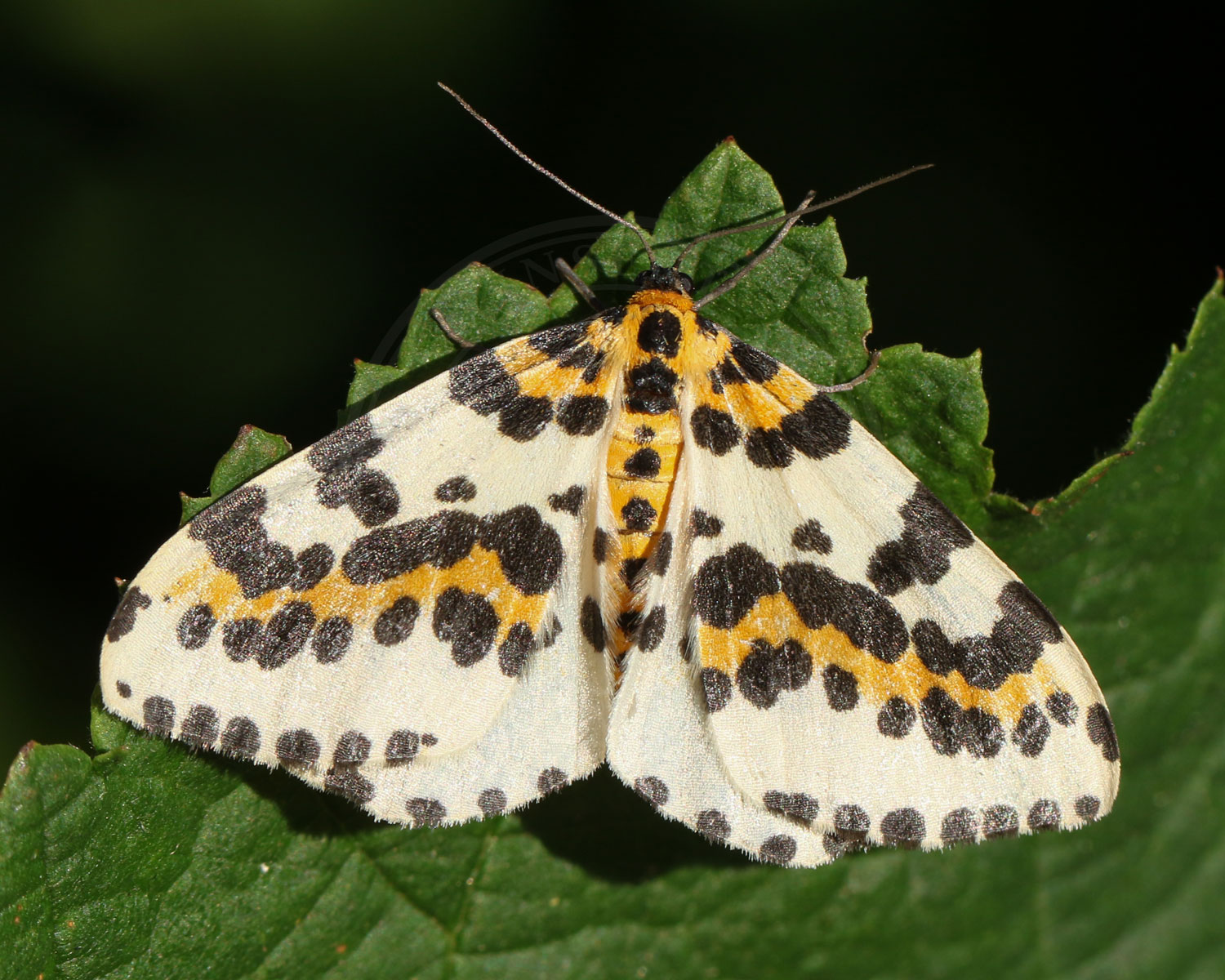 Harlekin sidder på blad så man kan se de flotte aftegninger