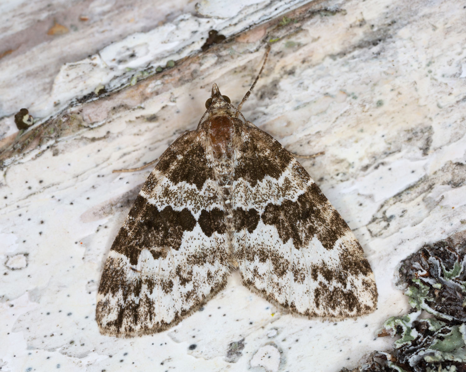 Hassel-Bladmåler sidder så man kan se de flotte aftegninger på vingerne