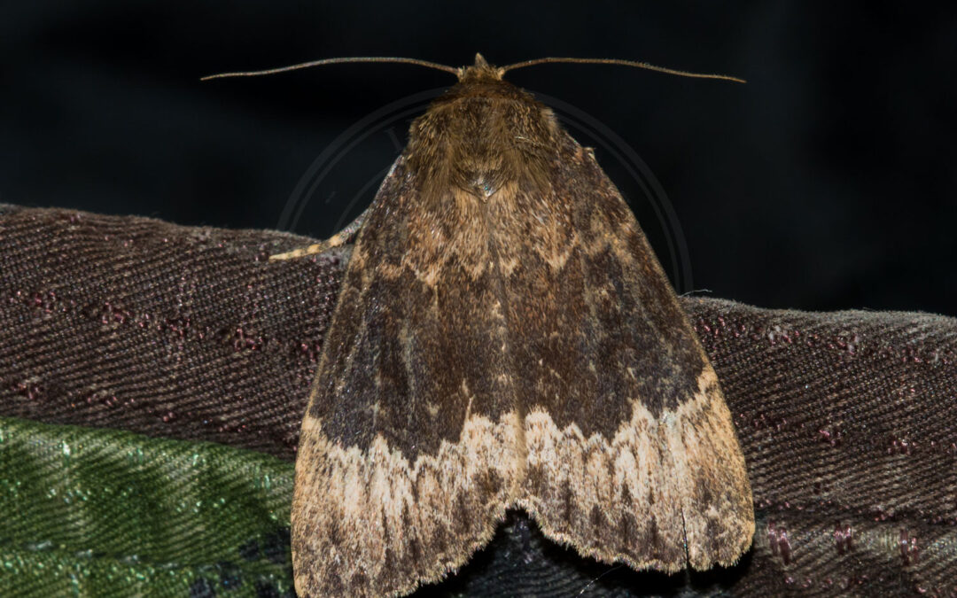 Hassel-Pyramideugle Amphipyra perflua