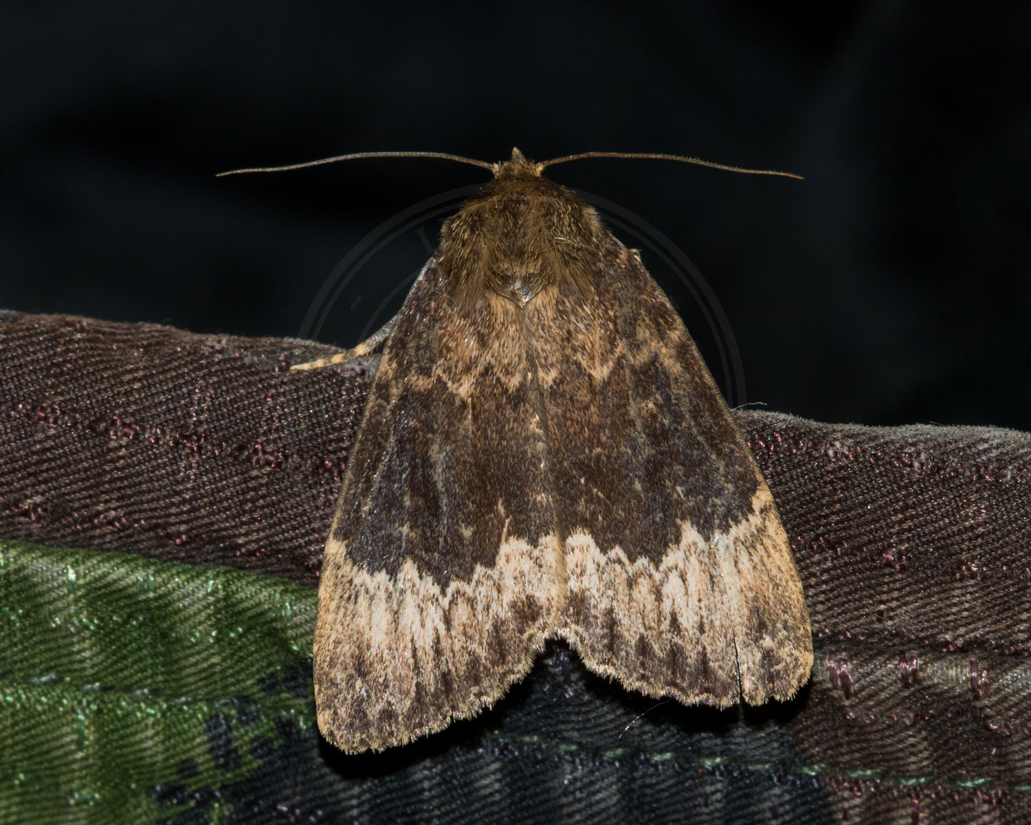 Hassel-Pyramideugle ses sidde på et strykke stof