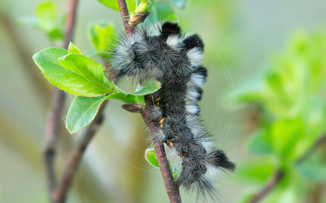 Hedenonne Dicallomera fascelina