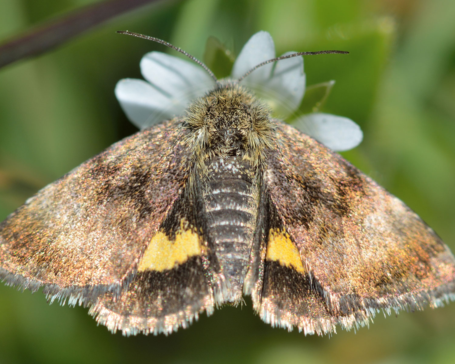 Hønsetarm-Glansugle ses siddende så man både kan se de yderste og de inderste vinger