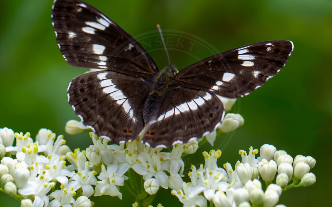 Hvid Admiral Limenitis camilla