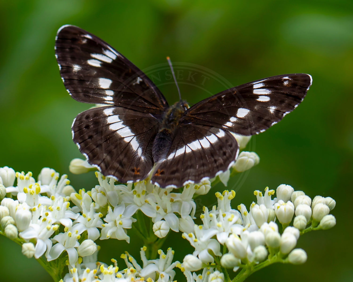 Hvid Admiral ses på hvide blomster