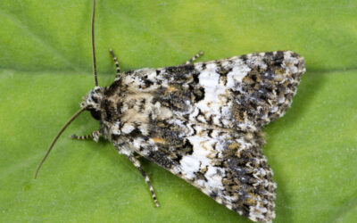 Hvidbåndet Nellikeugle Hadena compta