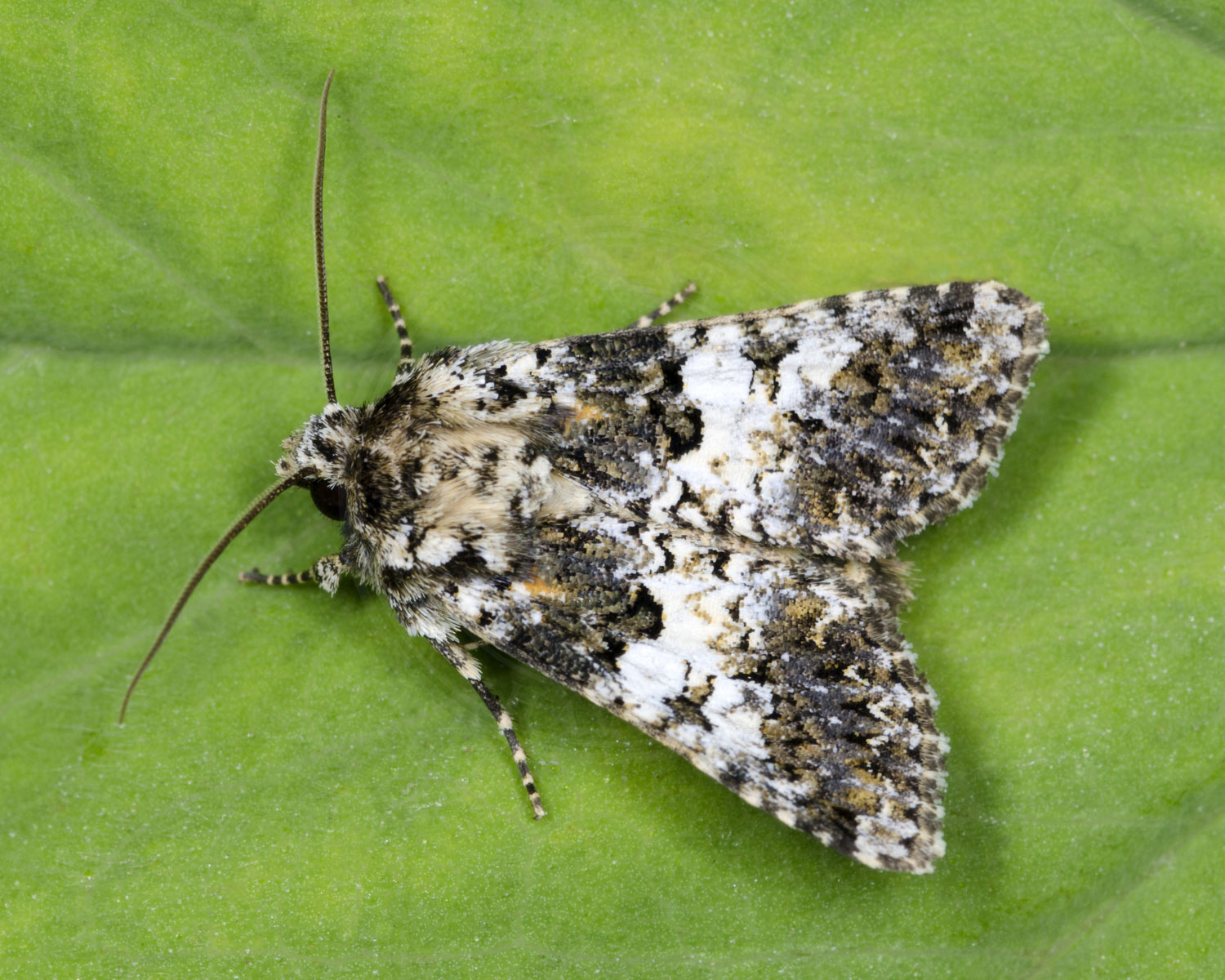 Hvidbåndet Nellikeugle sidder på grønt blad