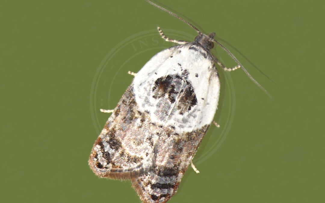 Hvidbroget Rosenvikler Acleris variegana