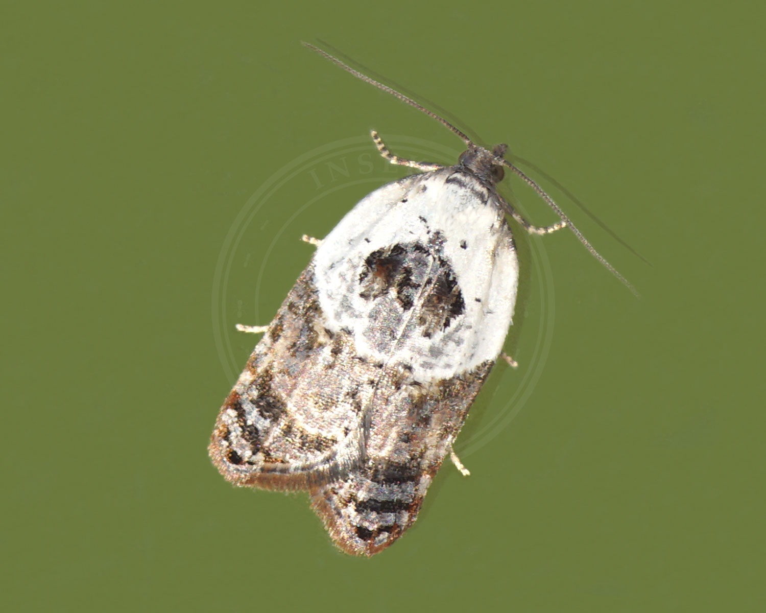 Hvidbroget Rosenvikler ses fra oven